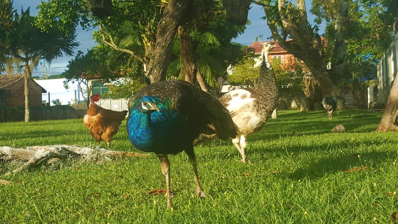 Pousada Pavao Branco Florianópolis Exteriér fotografie