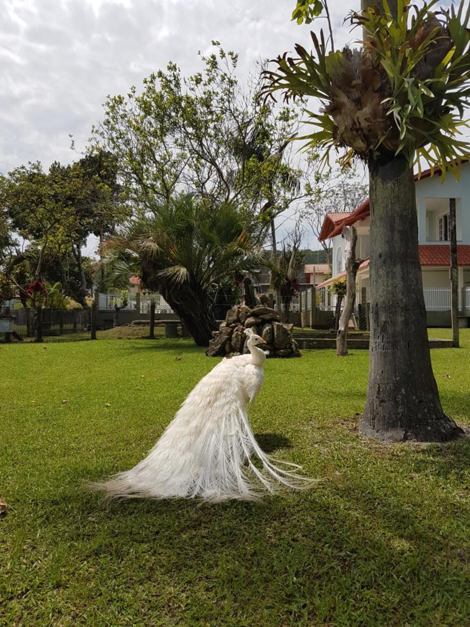 Pousada Pavao Branco Florianópolis Exteriér fotografie