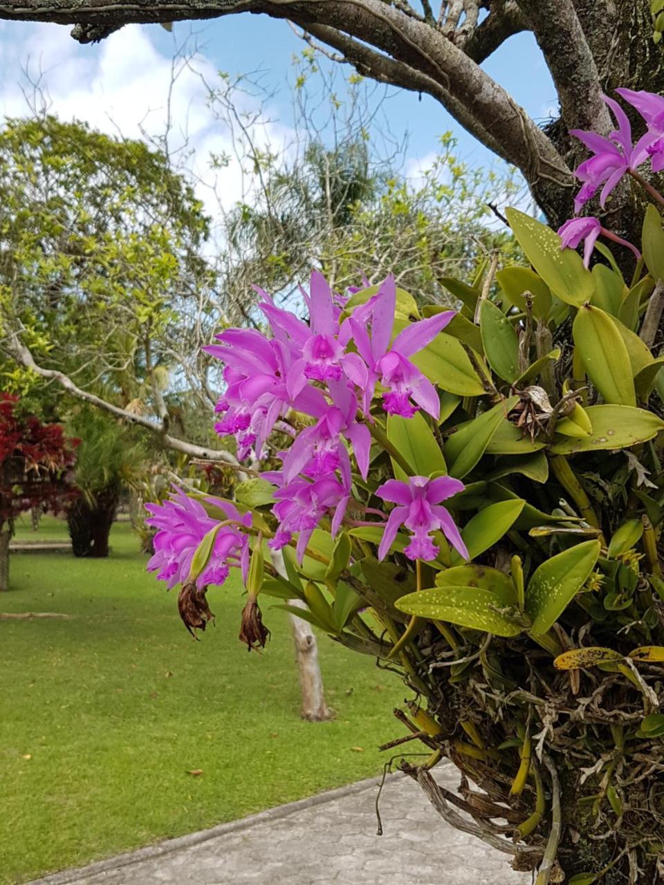 Pousada Pavao Branco Florianópolis Exteriér fotografie